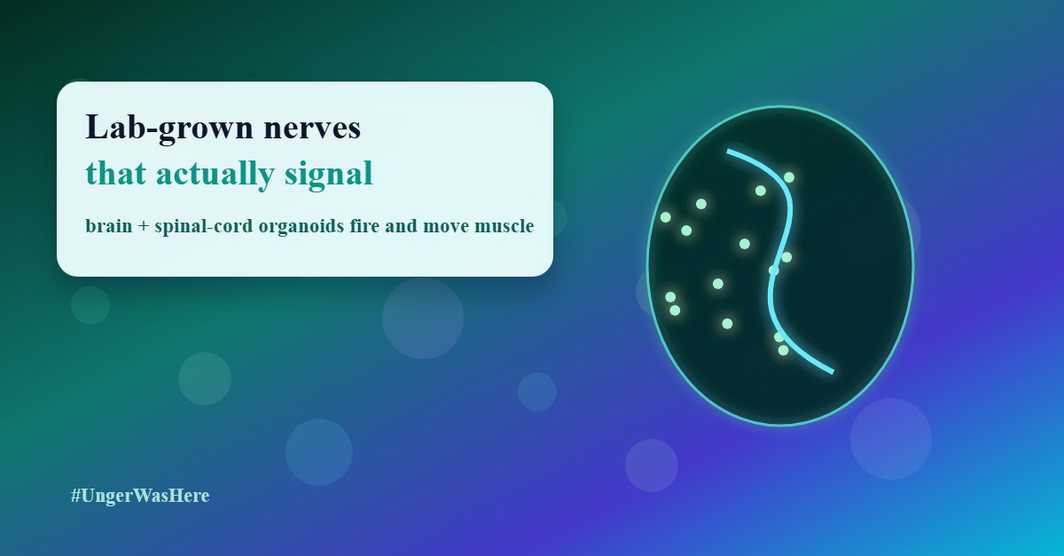Human Organoids Reveal How to Reverse "Irreversible" Nerve Damage